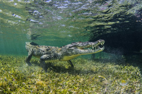 Quels sont les meilleurs spots pour observer les crocodiles dans le delta de l'Okavango, Botswana : conseils et saisons ?